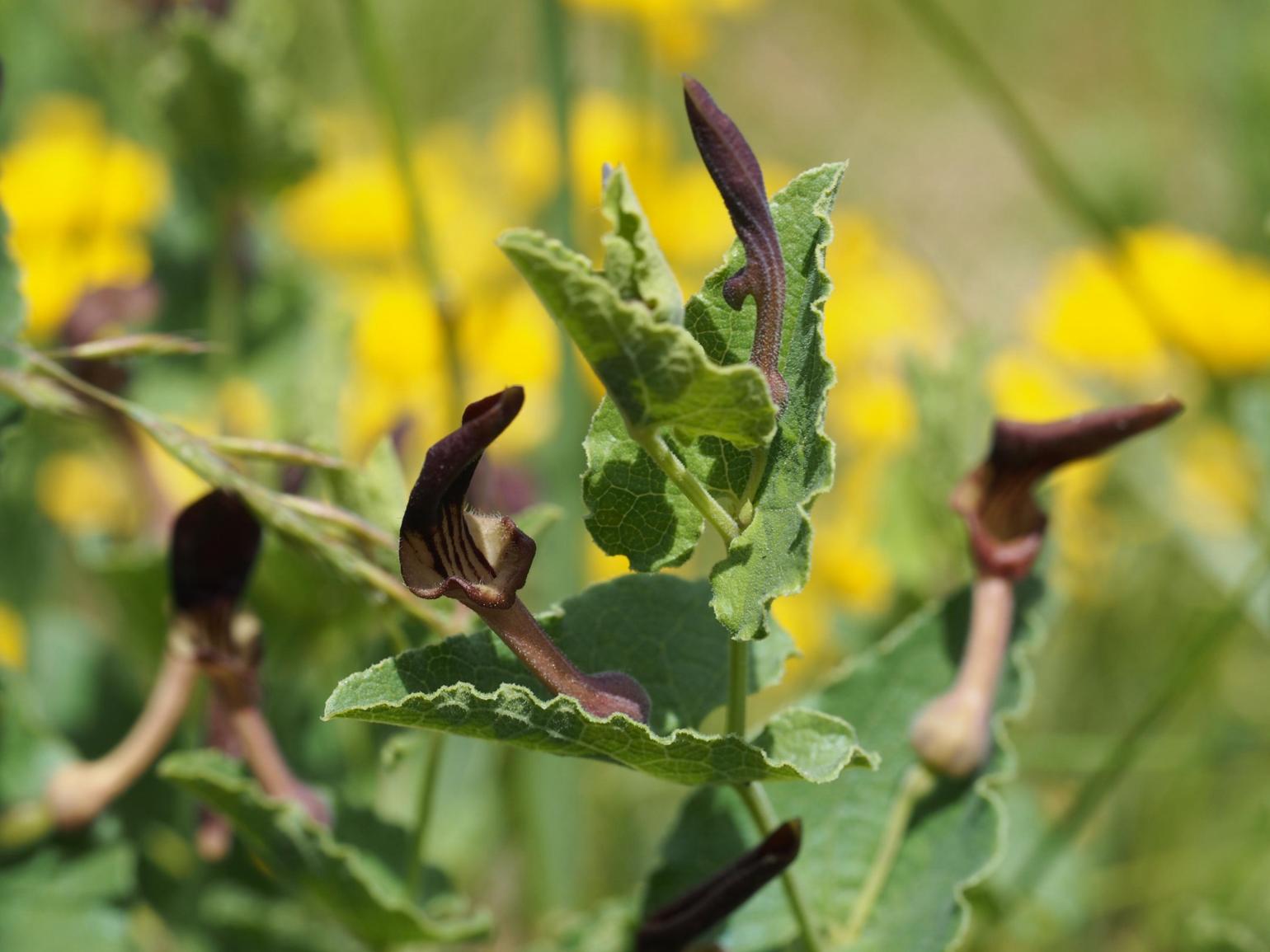 Birthwort. Mediterranean